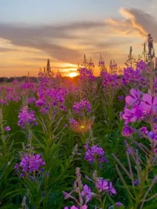 healingsnature.com