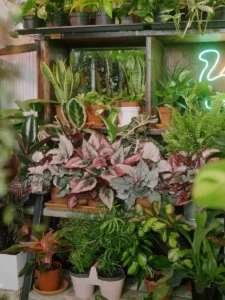 healingsnature.com